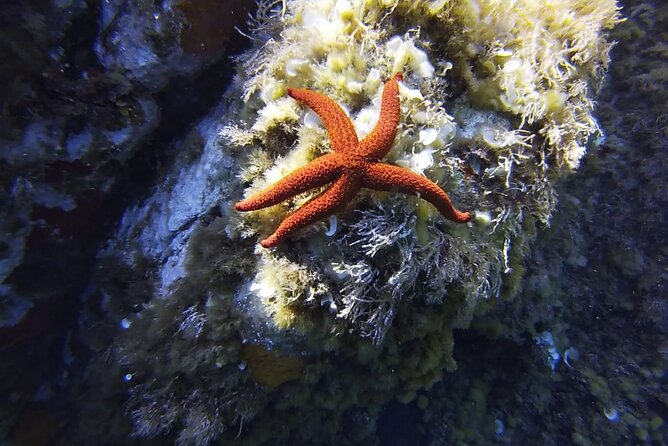 Boat Trip and Snorkeling in the Gulf of Calvi - What the Schedule Feels Like (2 Hours 30 Minutes, Clock-Friendly)