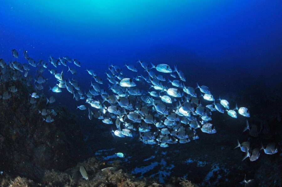 Calvi: Introduction to Diving Dive with an Instructor - Getting Started at Port de Plaisance in Calvi
