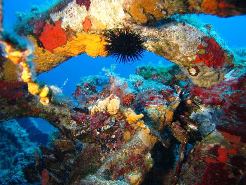 Calvi: PE12 Certificate Diving Lessons with Instructor - The 30-Minute Equipment Orientation That Makes the Whole Day Click