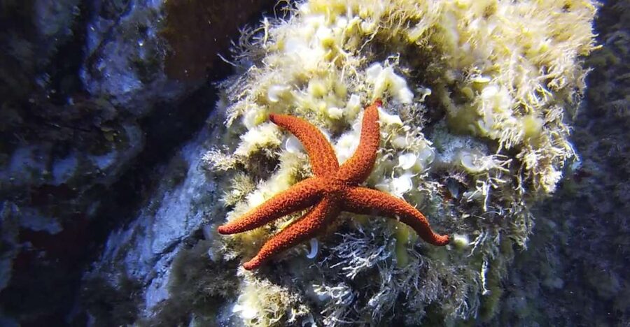 Calvi: Pointe de la Revellata Snorkeling Boat Tour - Pointe de la Revellata Snorkeling in Calvi: What This Trip Really Delivers