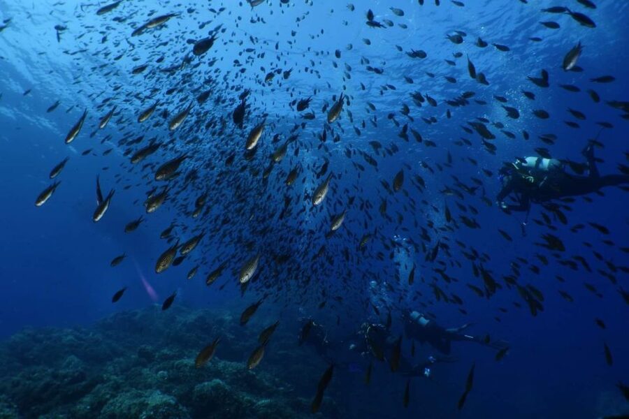 Calvi: Pointe de la Revellata Snorkeling Boat Tour - Weather Reality: When the Sea Turns Cool and Cloudy