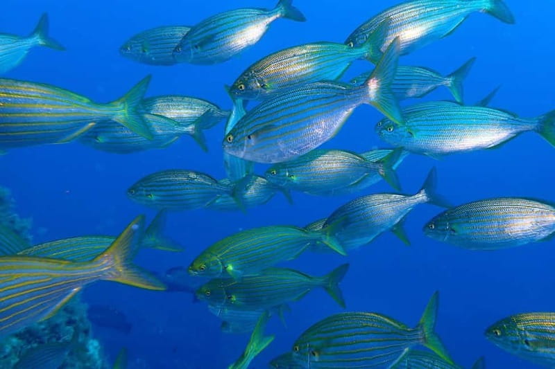 Calvi : Sortie snorkeling en bateau en bordure de réserve - Comfort details that make a 2-hour trip feel worth it