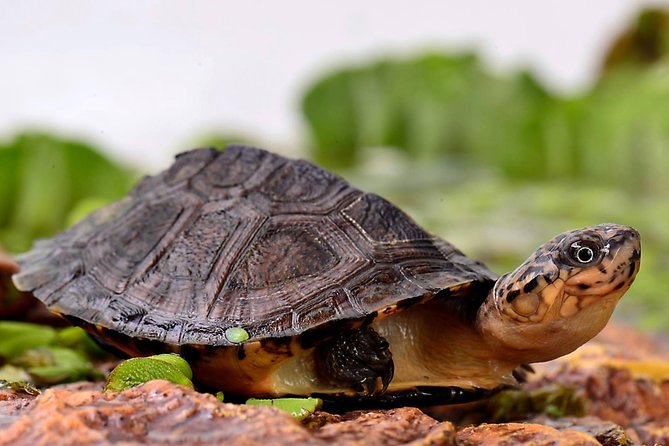 Corsica A Cupulatta Turtle Park Skip the Line Admission Ticket - Quick hits before you go