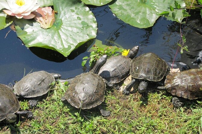 Corsica A Cupulatta Turtle Park Skip the Line Admission Ticket - Encounters with turtles and tortoises: what to look for