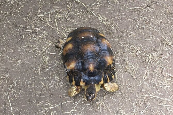 Corsica A Cupulatta Turtle Park Skip the Line Admission Ticket - Food, shade, and the 100% turtle souvenir shop