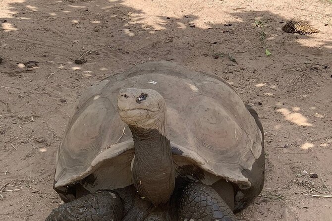 Corsica A Cupulatta Turtle Park Skip the Line Admission Ticket - Getting there from Ajaccio: the part most likely to make or break your day