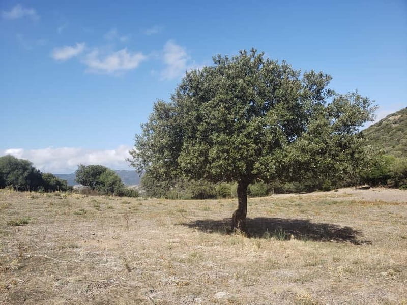 Corsica: Organic wine tasting - The guide and language support, how to make sure you follow