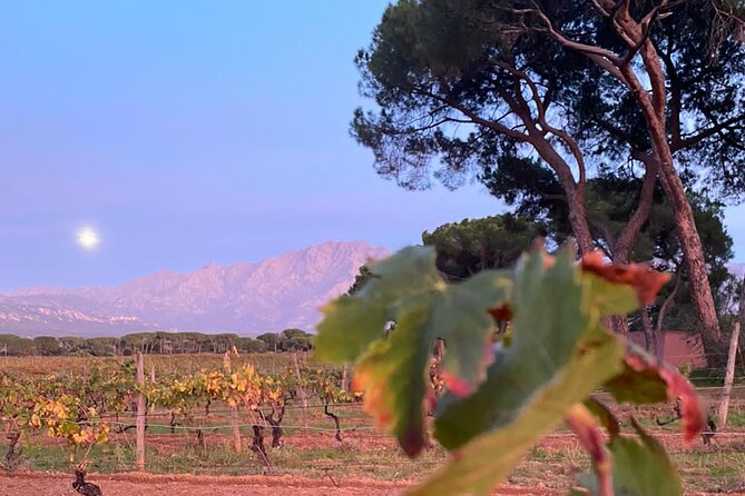 Corsican Wine Tasting & Picnic in Balagne - Balagne vineyards in a small group, guided by Émilie