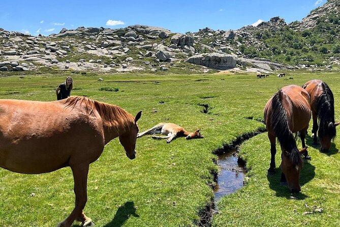 Free rental MTB AE Cuscionu plateau - Riding the Plateau Route Among Animals and Vegetation
