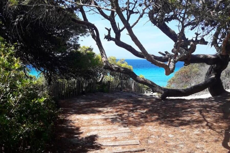 From Calvi: 4x4 Day Tour Mountain & Agriates' Saleccia Beach - Reginu Valley olive country and the farm tasting stop
