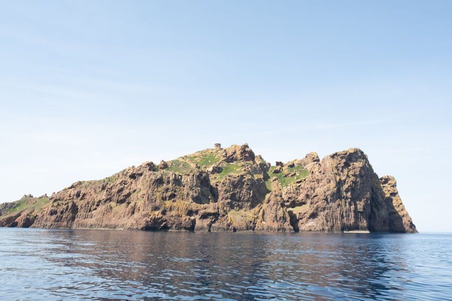 From Porto: Piana Creeks and Scandola Semi-Rigid Boat Tour - Wildlife chances: dolphins and aquatic mammals are possible