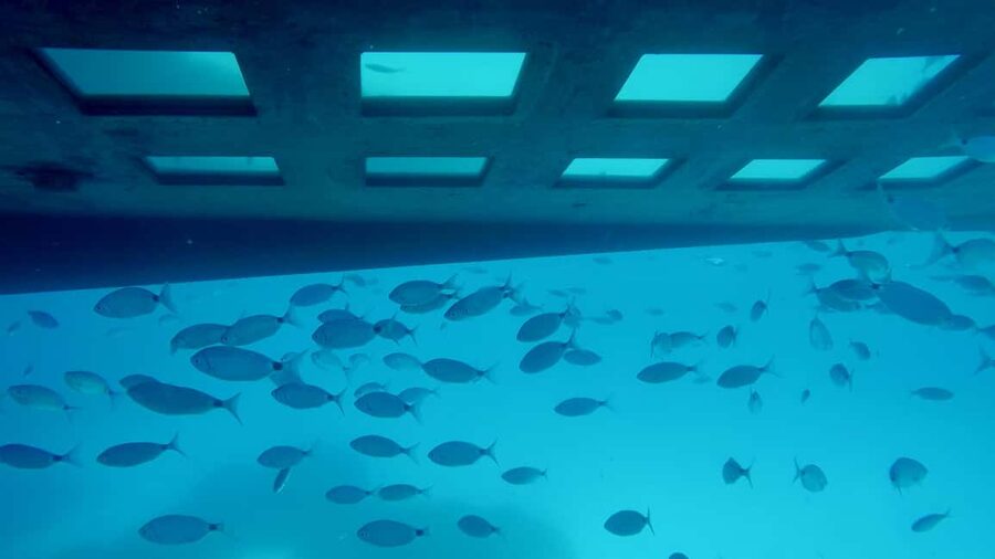 GRAND TOUR SITES CLASSÉS Vision sous-marine,baignade,boisson - The swim in Campomoro turquoise waters