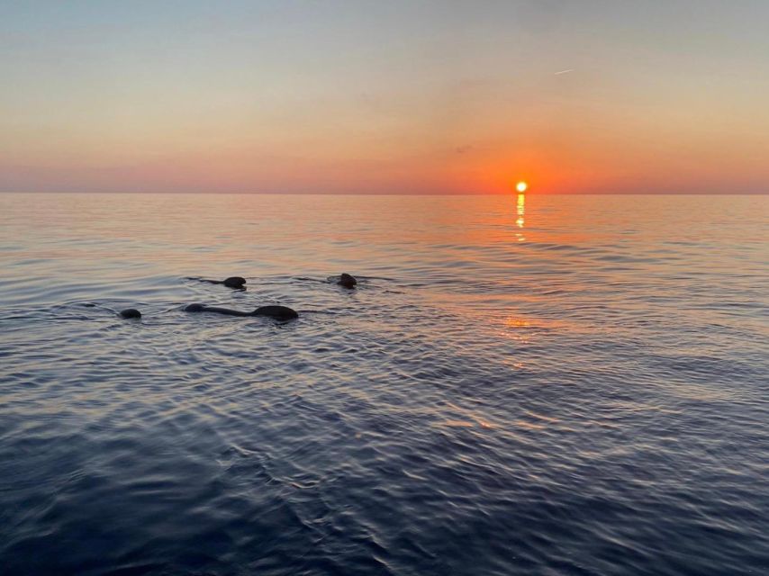 Gulf of Calvi & Sunset aperitif - Should you book Gulf of Calvi & Sunset Aperitif?