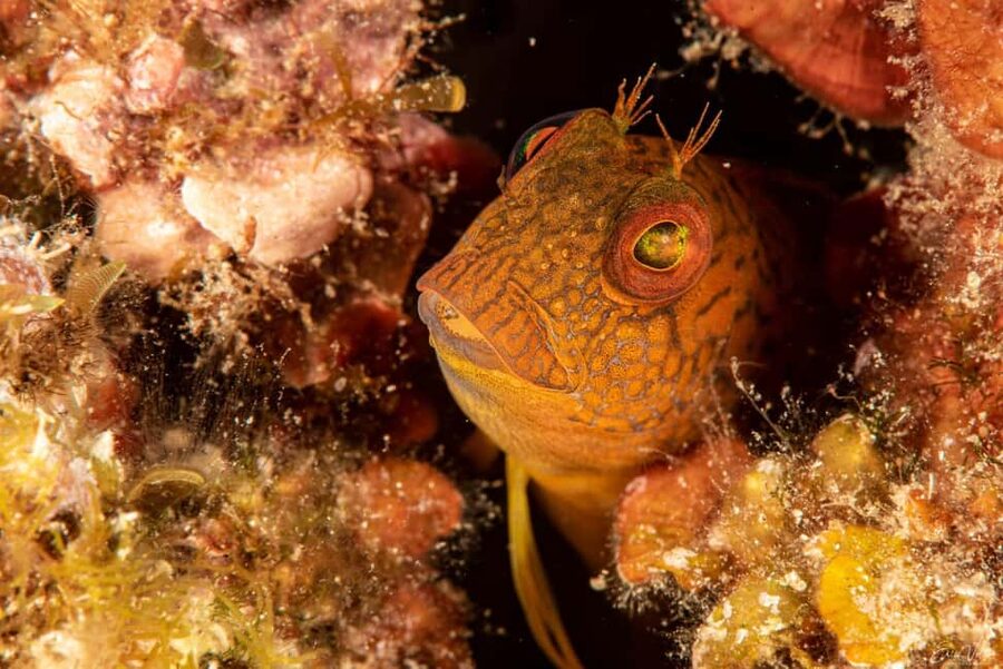 Porto-Vecchio: beginner diving in the Cerbicale Islands in the reserve - Private group pace near Porto-Vecchio