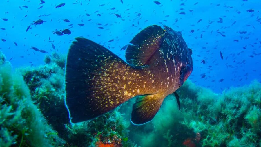 Porto-Vecchio: beginner diving in the Cerbicale Islands in the reserve - Practical tips: what to bring and how to enjoy it