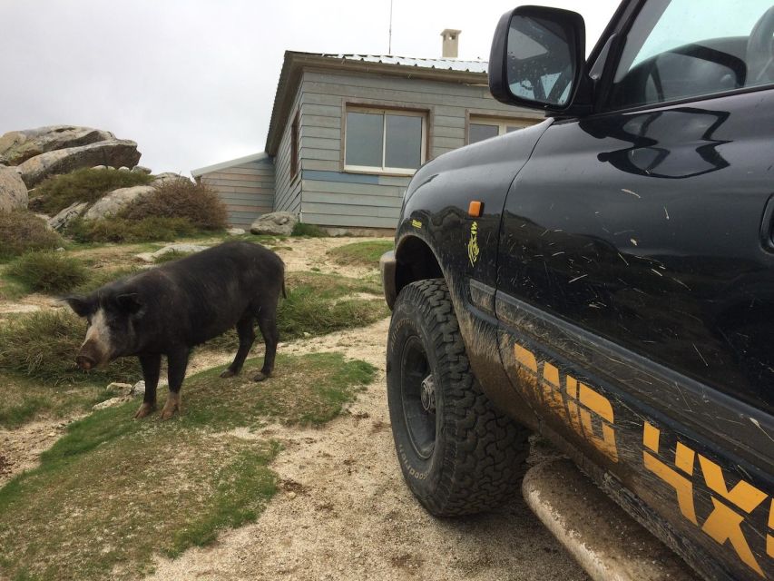 Porto Vecchio: Cuscionu Plateau & Alta Rocca 4x4 Tour - Where You Meet, and Why That Makes Planning Easier