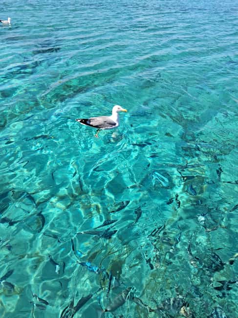 Porto-Vecchio: Lavezzi Archipelago & Cerbicales Island Tour - Guides and small-group energy: why people love the personalities