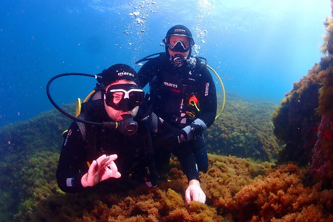 Private diving baptism in the Golf of Calvi - Key Highlights You’ll Care About