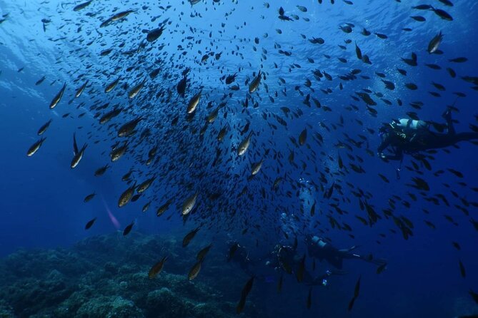 Private diving baptism in the Golf of Calvi - The Certificate and the GoPro Option for Real Souvenir Value