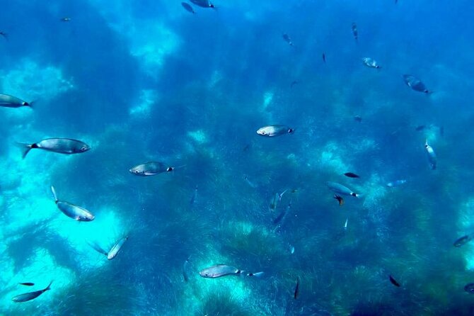 Semi-submarine: visit to the seabed of Porto Bay - Overall Rating and What It Tells You