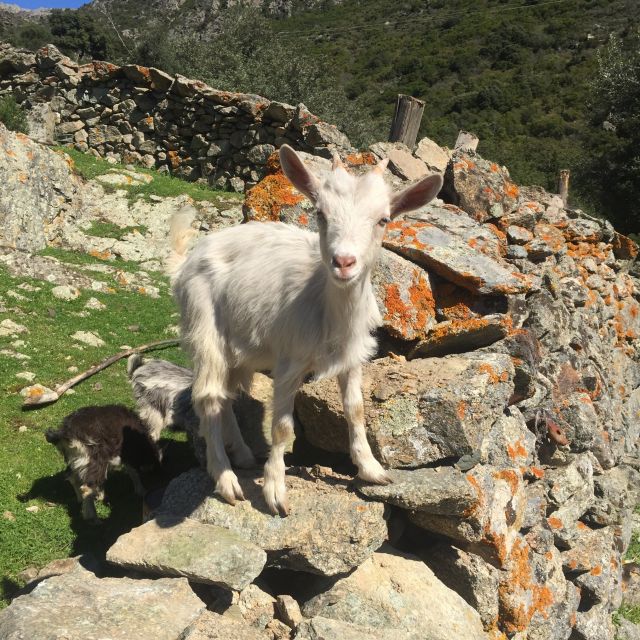 Vieux Villages L'authenticité Corse - Balagne villages, Paoli stories, and a sea break in one day