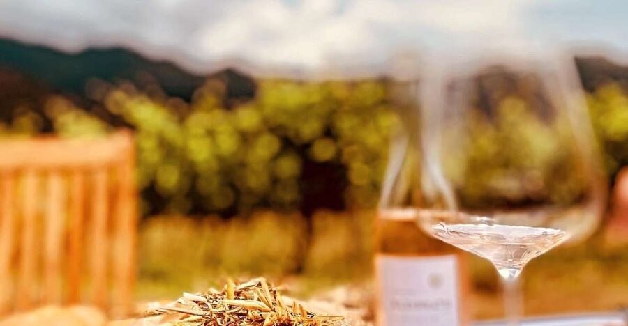 Wine tasting around Ile rousse & Calvi with Transport - Cellar tour and wine tasting: what you actually learn