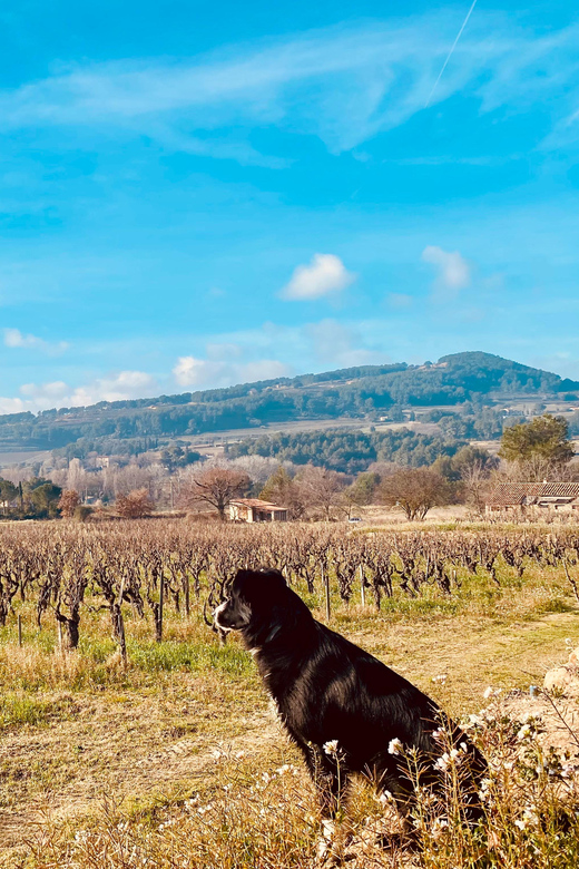 Wine Tasting Saint-Florent & Patrimonio - Corsica Wine Tasting in Patrimonio, Built Around Real People