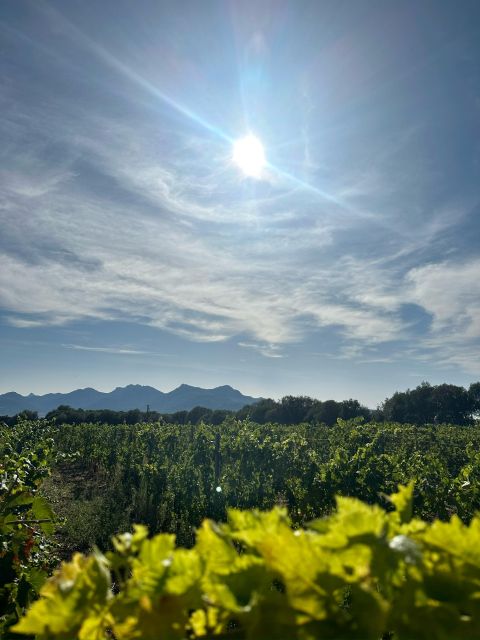 Wine tastings around Calvi & Île-Rousse - Should you book this Calvi and Île-Rousse wine tasting?